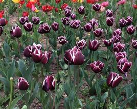 Tulipán Triumph 'Alexander Pushkin'