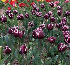 Tulipán Triumph 'Alexander Pushkin' - Tulipa Triumph 'Alexander Pushkin'