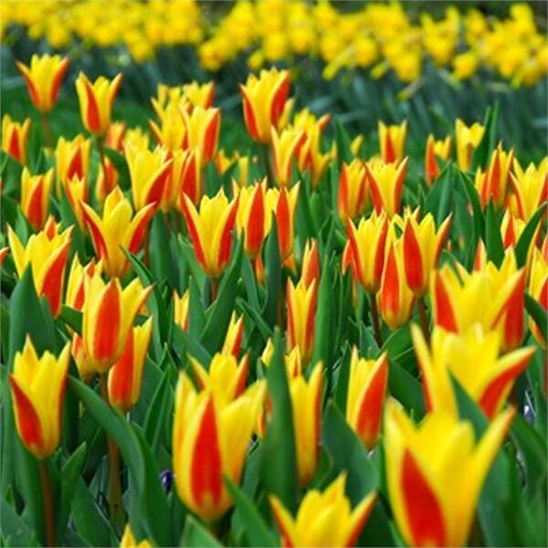 Tulipán Kaufmannův 'Giuseppe Verdi' - Tulipa Kaufmanniana 'Giuseppe Verdi'