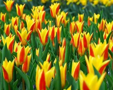 Tulipán Kaufmannův 'Giuseppe Verdi'