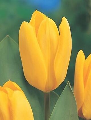 Tulipán Fosterův 'Yellow Emperor' - Tulipa Fosteriana 'Yellow Emperor'