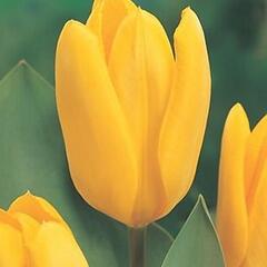Tulipán Fosterův 'Yellow Emperor' - Tulipa Fosteriana 'Yellow Emperor'