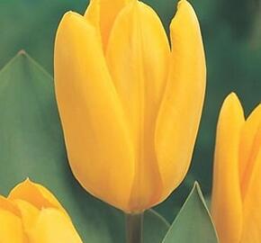Tulipán Fosterův 'Yellow Emperor' - Tulipa Fosteriana 'Yellow Emperor'