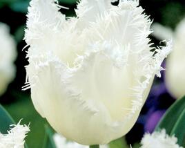 Tulipán třepenitý 'Daytona'