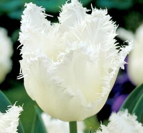 Tulipán třepenitý 'Daytona' - Tulipa Fringed 'Daytona'