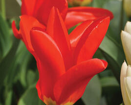 Tulipán Fosterův 'Red Emperor'
