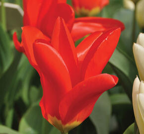 Tulipán Fosterův 'Red Emperor' - Tulipa Fosteriana 'Red Emperor'