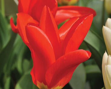Tulipán Fosterův 'Red Emperor'
