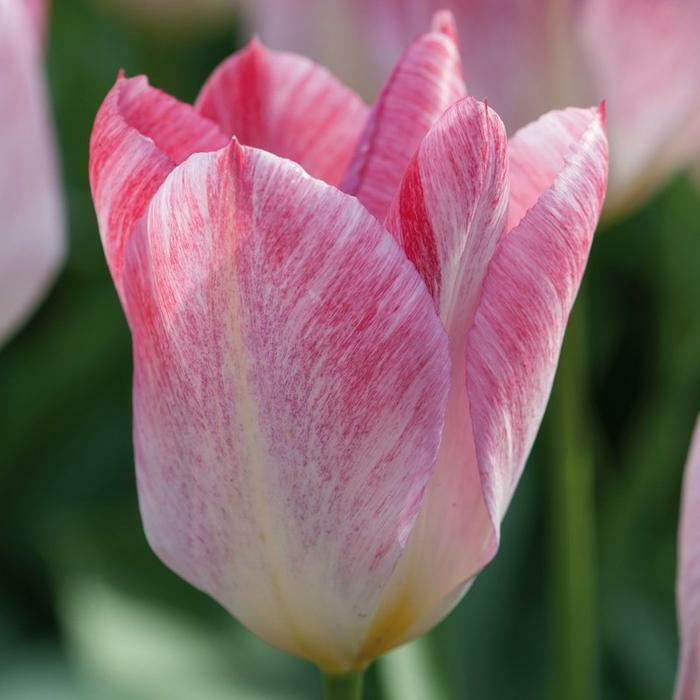 Tulipán Fosterův 'Flaming Purissima' - Tulipa Fosteriana 'Flaming Purissima'