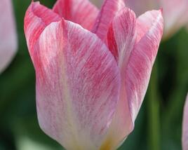 Tulipán Fosterův 'Flaming Purissima'