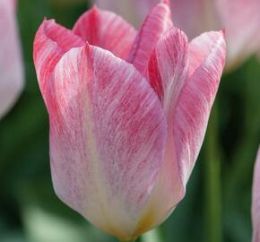 Tulipán Fosterův 'Flaming Purissima' - Tulipa Fosteriana 'Flaming Purissima'