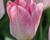 Tulipán Fosterův 'Flaming Purissima'