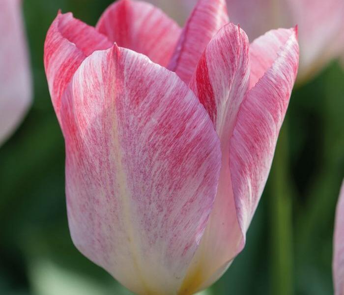 Tulipán Fosterův 'Flaming Purissima' - Tulipa Fosteriana 'Flaming Purissima'