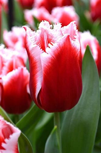 Tulipán třepenitý 'Canasta' - Tulipa Fringed 'Canasta'