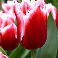 Tulipán třepenitý 'Canasta' - Tulipa Fringed 'Canasta'
