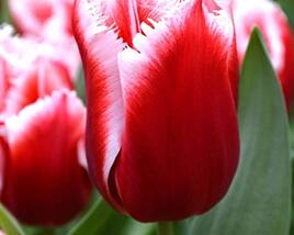 Tulipán třepenitý 'Canasta'