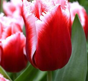 Tulipán třepenitý 'Canasta' - Tulipa Fringed 'Canasta'