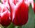 Tulipán třepenitý 'Canasta'