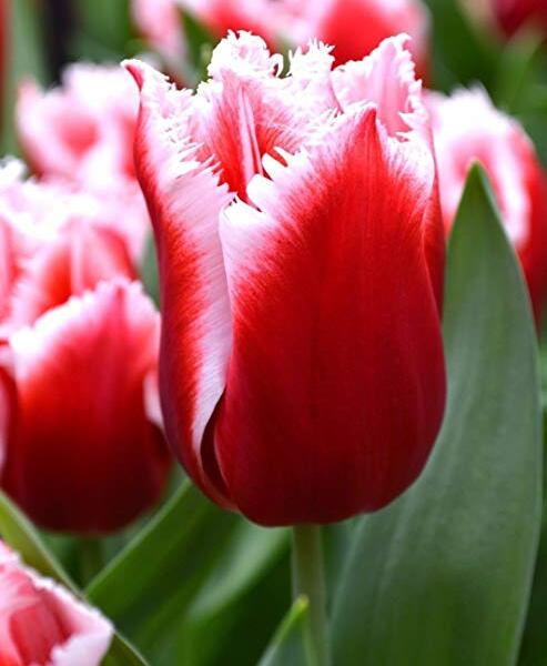 Tulipán třepenitý 'Canasta' - Tulipa Fringed 'Canasta'