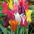 Tulipán liliovitý 'Mix' - Tulipa Lily Flowering 'Mix'