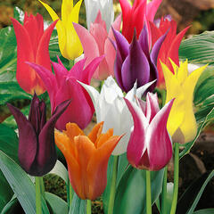 Tulipán liliovitý 'Mix' - Tulipa Lily Flowering 'Mix'