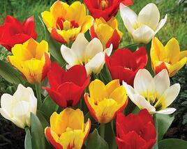 Tulipán Kaufmannův 'Mix'