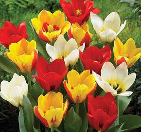 Tulipán Kaufmannův 'Mix' - Tulipa Kaufmanniana 'Mix'