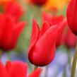 Tulipán liliovitý 'Red Shine' - Tulipa Lily Flowering 'Red Shine'