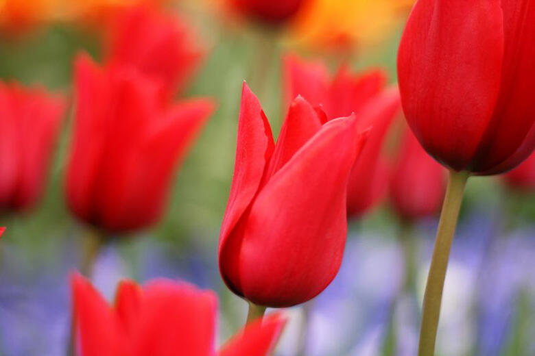 Tulipán liliovitý 'Red Shine' - Tulipa Lily Flowering 'Red Shine'