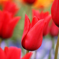 Tulipán liliovitý 'Red Shine' - Tulipa Lily Flowering 'Red Shine'