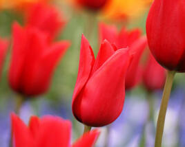 Tulipán liliovitý 'Red Shine'