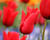 Tulipán liliovitý 'Red Shine'