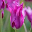 Tulipán liliovitý 'Purple Dream' - Tulipa Lily Flowering 'Purple Dream'