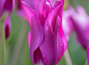 Tulipán liliovitý 'Purple Dream' ('Yume no Murasaki') - Tulipa Lily Flowering 'Purple Dream' ('Yume no Murasaki')