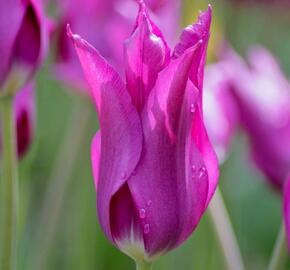 Tulipán liliovitý 'Purple Dream' - Tulipa Lily Flowering 'Purple Dream'