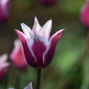 Tulipán liliovitý 'Claudia' - Tulipa Lily Flowering 'Claudia'