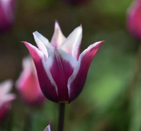 Tulipán liliovitý 'Claudia' - Tulipa Lily Flowering 'Claudia'