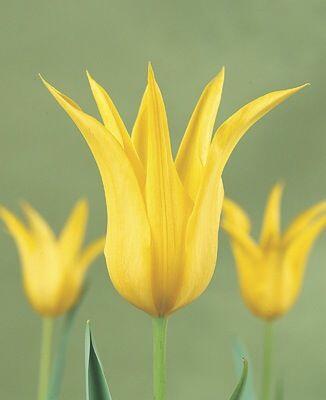 Tulipán liliovitý 'West Point' - Tulipa Lily Flowering 'West Point'