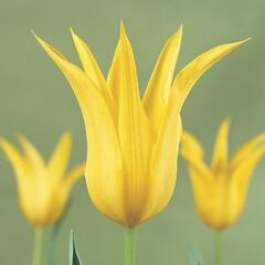 Tulipán liliovitý 'West Point' - Tulipa Lily Flowering 'West Point'