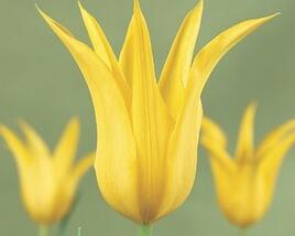 Tulipán liliovitý 'West Point'