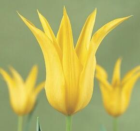 Tulipán liliovitý 'West Point' - Tulipa Lily Flowering 'West Point'