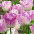 Tulipán pozdní 'Shirley' - Tulipa Single Late 'Shirley'