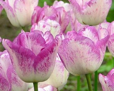 Tulipán jednoduchý pozdní 'Shirley'