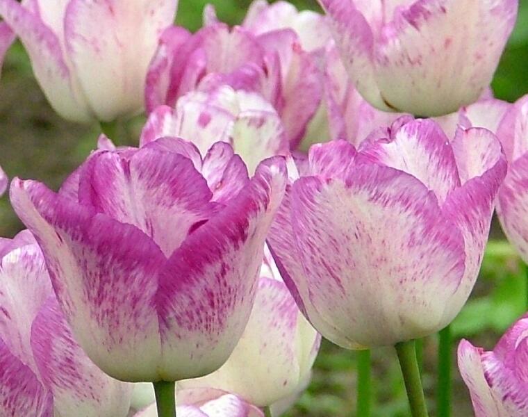 Tulipán jednoduchý pozdní 'Shirley' - Tulipa Single Late 'Shirley'