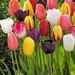 Tulipán pozdní 'Mix' - Tulipa Single Late 'Mix'