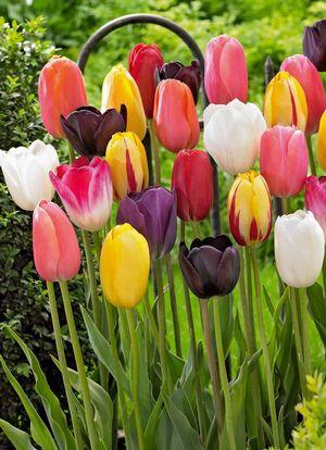 Tulipán jednoduchý pozdní 'Mix' - Tulipa Single Late 'Mix'