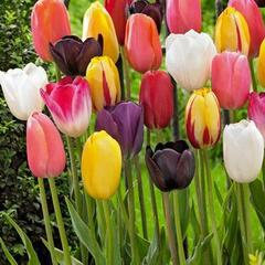 Tulipán pozdní 'Mix' - Tulipa Single Late 'Mix'