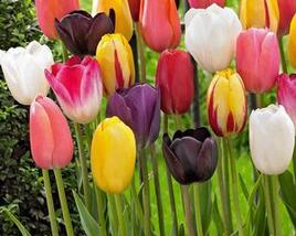 Tulipán jednoduchý pozdní 'Mix'
