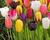 Tulipán jednoduchý pozdní 'Mix'