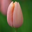 Tulipán pozdní 'Menton' - Tulipa Single Late 'Menton'